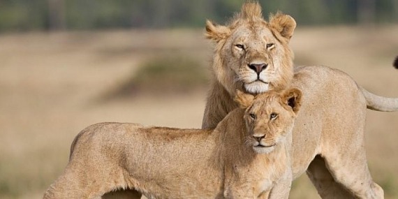 11 Yıl Sonra Ekranlara Dönen Kutuplar Atlası ve Daha Fazlası Ekim’de BBC Earth’te