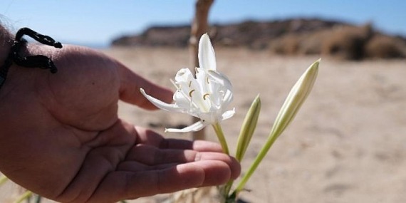 Ayvalık’ın kum zakkumlarında çiçek zamanı
