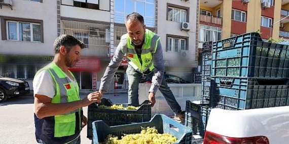 Bağcılık kültürü canlanıyor,  sofralar şenleniyor
