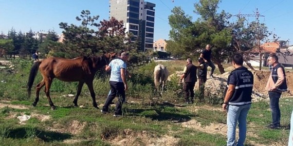 Başıboş atlar yakalandı
