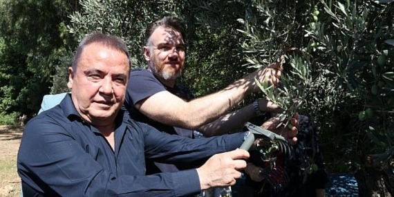 Başkan Böcek: Her ne olursa olsun her bir zeytin ağacımıza sahip çıkmaya devam edeceğiz