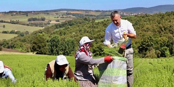 Başkan Büyükakın önce biberiye hasadı yaptı, sonra distilasyon tesisinin tanıtımına katıldı
