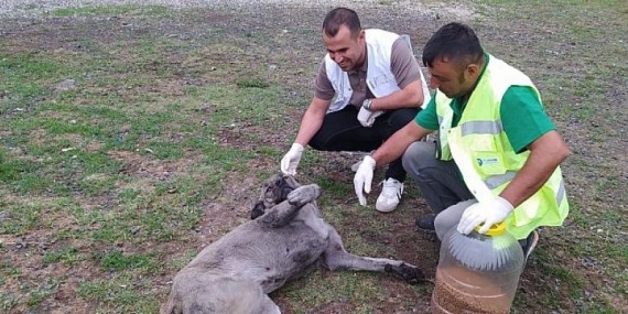 Başkan Sandıkçı, Can dostlarımız bize emanet