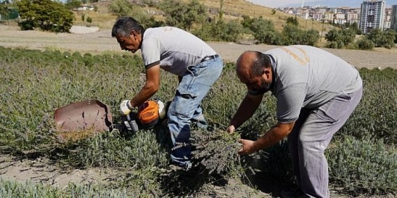 Keçiören’de lavantalar hasat edildi