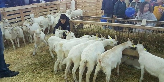 Mustafakemalpaşa’da koyun keçi ekipmanları tanıtım festivali hazırlıkları başladı