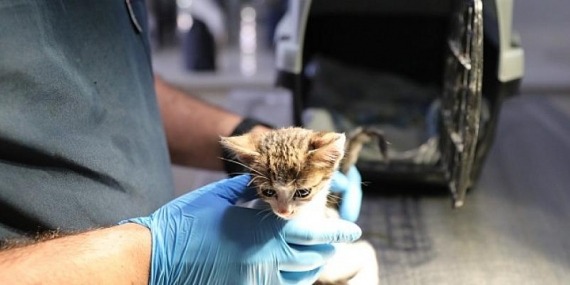 Narlıdere’de Can Dostlara Özel İlgi