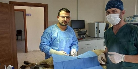 Veteriner Hekimlerle Sokak Hayvanları İçin İş Birliği Yapılıyor