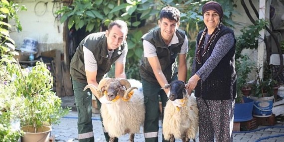 Aydın Büyükşehir Belediyesi Çine Çaparı ve Sakız Koçu Dağıtımına Devam Ediyor