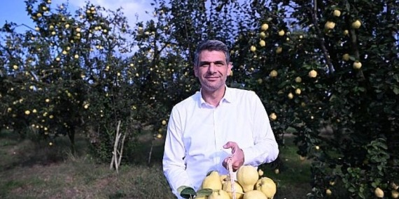 Başkan Kocaman Ayva Hasadına Katıldı