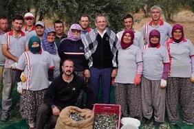 belediye-zeytinliklerinin-ilk-hasadi-baskan-mesut-erginden.jpg