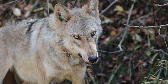 Boyner ve National Geographic, yaban hayatın korunması için “Bugün Var, Yarın Yok Olmasın” diyor