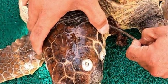 Halata Takılan Caretta Kurtarıldı