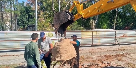 Kocaeli Büyükşehir’den örnek ağaç hassasiyeti