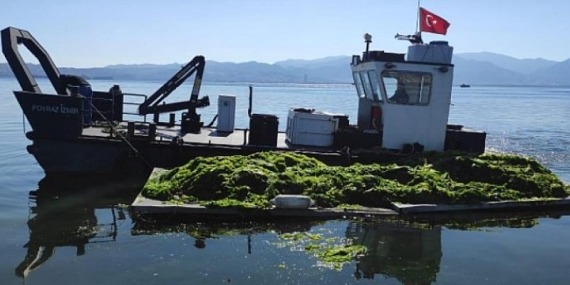Körfez’de oluşan deniz marulları temizleniyor