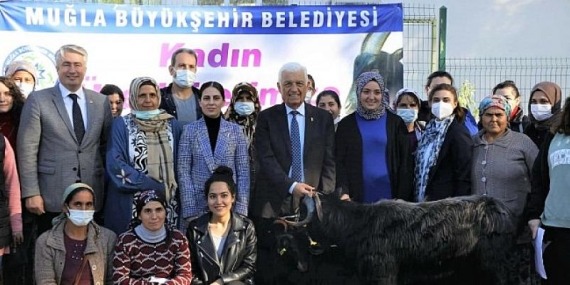 Muğla Büyükşehir Belediyesi Yatağan’da Kıl Keçisi Dağıtıyor