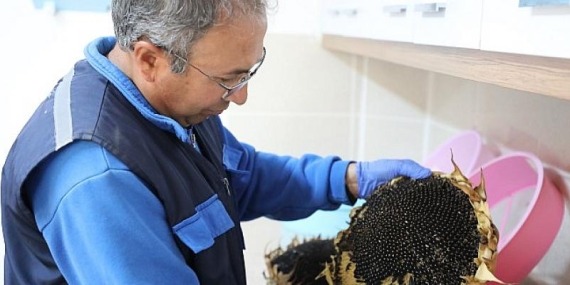 Muğla Büyükşehir önümüzdeki yılın tohumlarını dağıtıma hazırlıyor