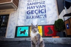 sokak-hayvanlarina-34-ton-mama.jpg