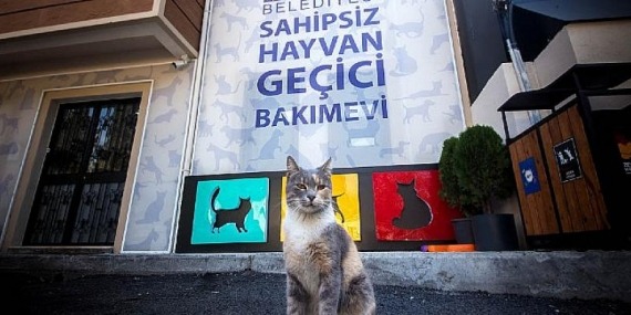 Sokak Hayvanlarına 34 Ton Mama