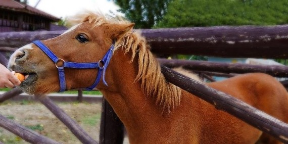 Sonbahar Geldi Doğal Yaşam Şenlendi