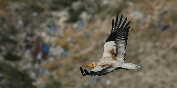 Vaillant, Küçük Akbabaları Koruma Projesi ile ekosistemi koruma çalışmalarında fark yaratıyor