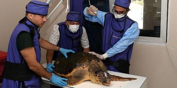 Yaralı Caretta Caretta koruma altında