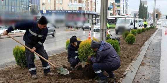 D-100 kuzey yan yolda yeşillendirme çalışması