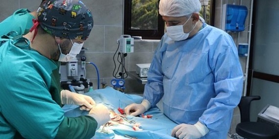 Kaza geçiren köpek hayata tekrar bağlandı