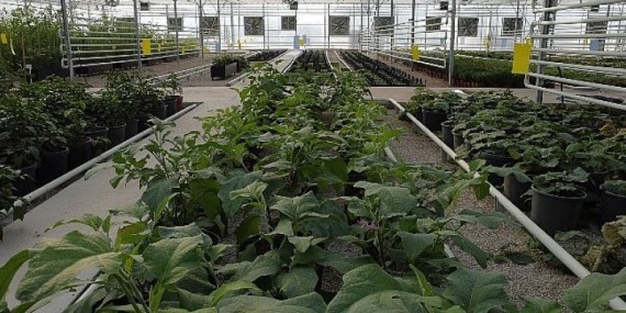 Keçiören’deki Akıllı Serada Onlarca Tür Bitki Yetişiyor
