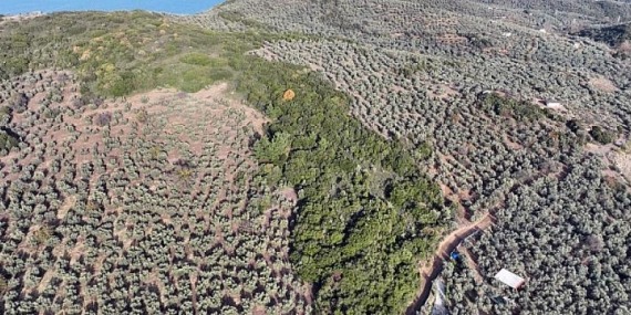 Mudanya Belediyesi Sokak Hayvanları Rehabilitasyon Merkezi ve Barınak Projesi’ne Ön İzni Aldı