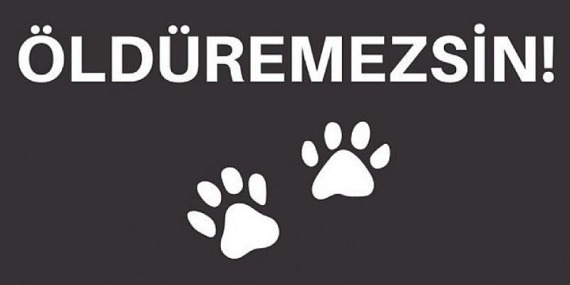 Sokak Hayvanlarına Yönelik Şiddeti Durdurmak İçin Rekor Destek