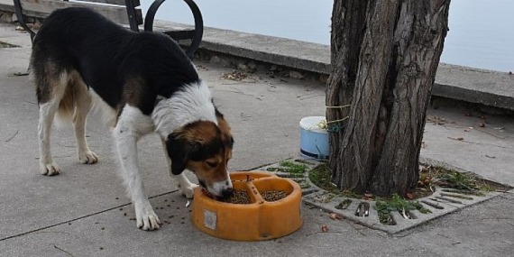 Sokaktaki canlar mamaya kolayca ulaşıyor