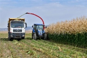 Tarım Kampüsü’nde yetiştirilen silajlık mısır hasadı yapıldı