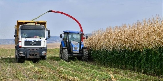 Tarım Kampüsü’nde yetiştirilen silajlık mısır hasadı yapıldı