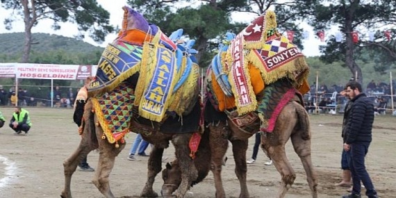 Burhaniye Pelitköy Deve Güreşleri Başlıyor