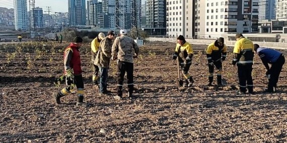 Lavanta ve GÜL Bahçesi Genişletiliyor