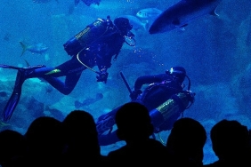 istanbul-akvaryumdan-somestire-ozel-etkinllkler.jpg
