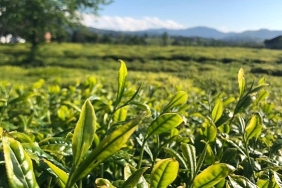 lipton-dogu-karadenizde-cay-hasadina-basladi.jpg