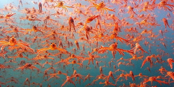 Okyanustaki Casus: Derin Denizlere Kameralarla Yolculuk