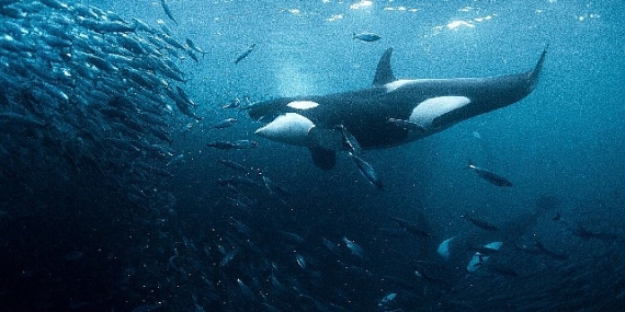 Kayıp Dünyalar BBC Earth ile Keşfediliyor