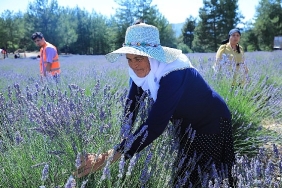 mugla-buyuksehir-koku-vadisinde-lavanta-senligi-duzenliyor.jpg