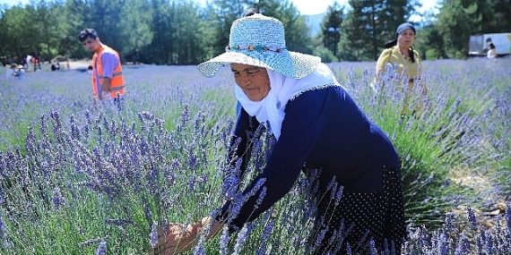 Muğla Büyükşehir Koku Vadisi'nde Lavanta Şenliği Düzenliyor