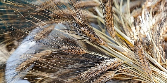 Seferihisar'da “Ata Ekmeği ve Armola" şenliği coşkusu