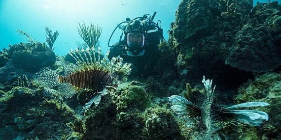 BBC Earth Denizaltı ve Yeryüzündeki Muhteşem Manzaraları Evlere Getiriyor