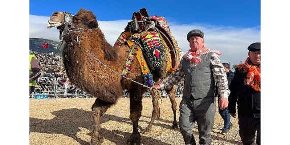 Kemalpaşa, geleneksel deve güreşi festivali'yle reklendi