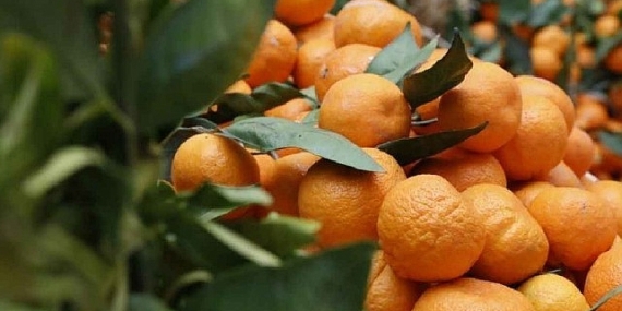 Seferihisar “Turuncu Bayrama” hazır