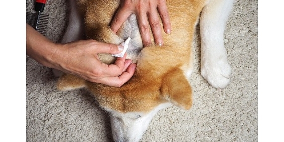 Evcil dostların deri ve tüy sağlığını zengin birleşenli takviyelerle güçlendirmek mümkün