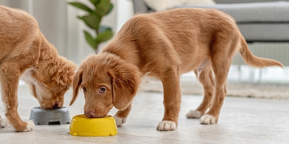 Glukozamin Evcil Dostların eklem sağlığına mucizevi faydalar sağlıyor