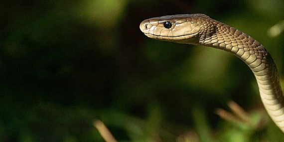 'Efsane Yılanlar Özel' 2 Mart Cumartesi 20.00'de National Geographic WILD Ekranlarında Başlıyor