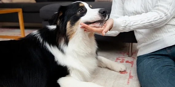 Evcil Dostları Stresten Koruyacak 6 İpucu