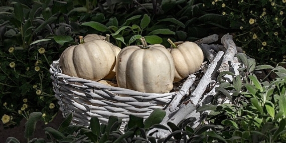 Hatay Beyaz Balkabağı, Metro Türkiye desteğiyle Coğrafi İşaret Tesciline Kavuştu